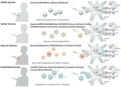 Vaccine development against tuberculosis before and after Covid-19